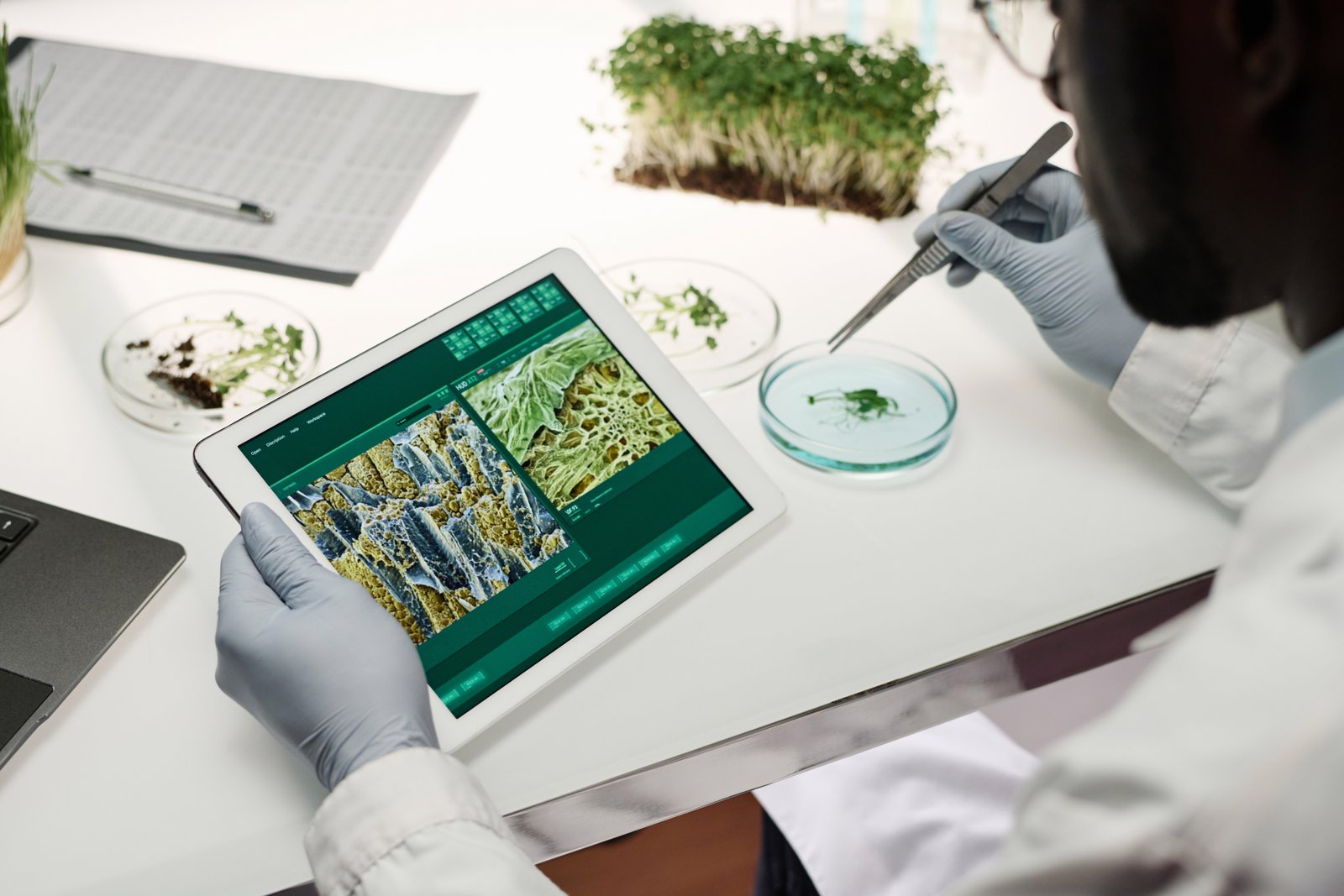Clean Seed Systems